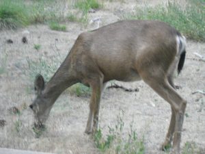 Bambi’s friend at Yosemite Falls.