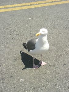 Massive gulls at Fisherman’s Wharf area.