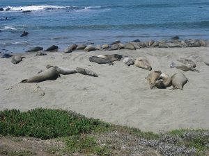 Elephant seals