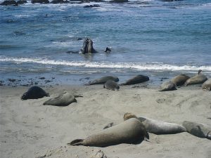 Elephant seals playing happily