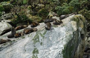 Fur Seals