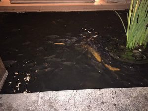 Fish frenzy near our table at Sandara dinner