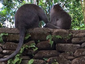 No trip to Ubud is complete without Monkey Forrest