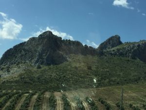 Olives and mountains.