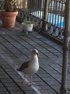 A huge sea gull too.