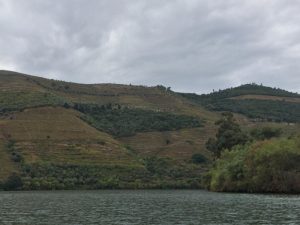 Pretty vineyard views along the river.