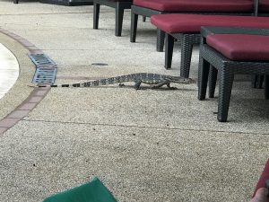 Visitor at the pool