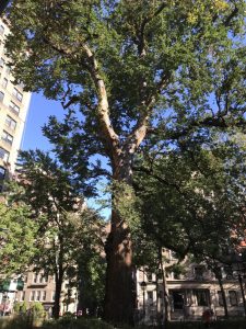 Hanging Tree at Washington Park