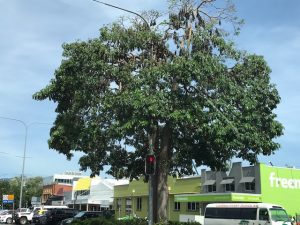 Check out the bats in the tree! 10 am!