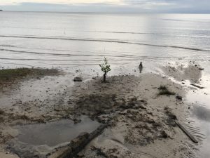 Some Mangroves trying to make a come-back!